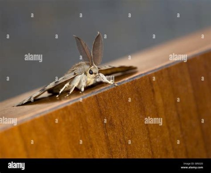Moth Photographers Group – Lymantria dispar – 19461