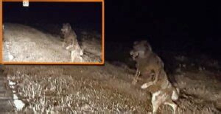 The Beast of Bray Road: An iconic American cryptid